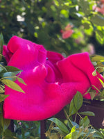 OVETTO FUCSIA | 100% CASHMERE
